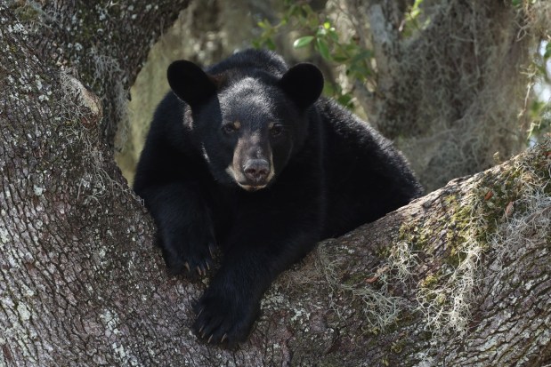 A juvenile bear rests up a tree off North John Young Parkway in Orlando, on Tuesday, June 13, 2023. The the Florida Fish and Wildlife Conservation Commission (FWC) is on site, monitoring the bear.(Ricardo Ramirez Buxeda/ Orlando Sentinel)